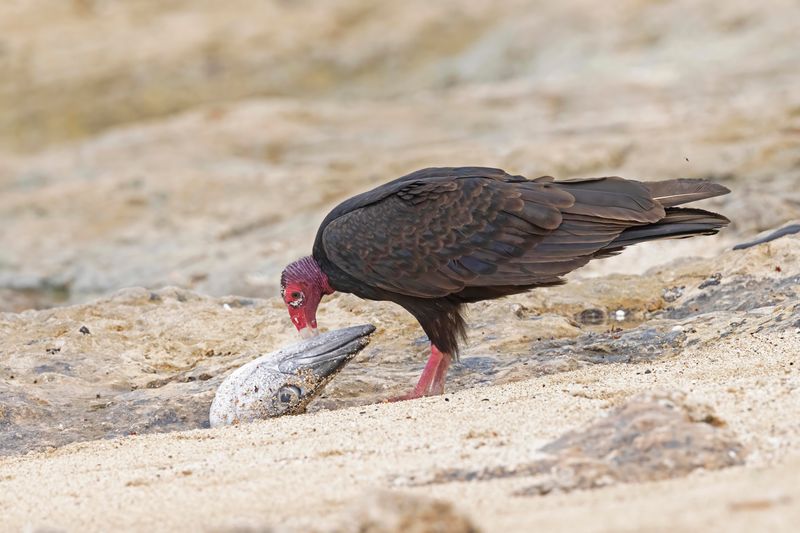 Vulture,Turkey 