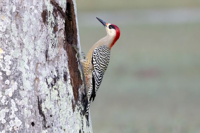 Woodpecker,West Indian 
