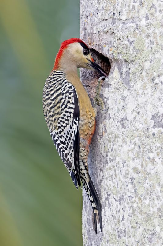 West Indian Woodpecker.    Cuba