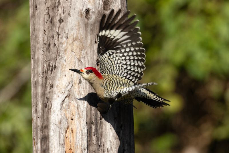West Indian Woodpecker.    Cuba