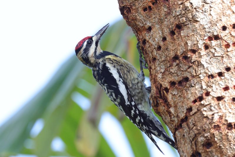 Sapsucker,Yellow-bellied 