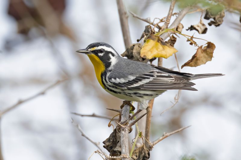 Yellow-throated Warbler.    Cuba