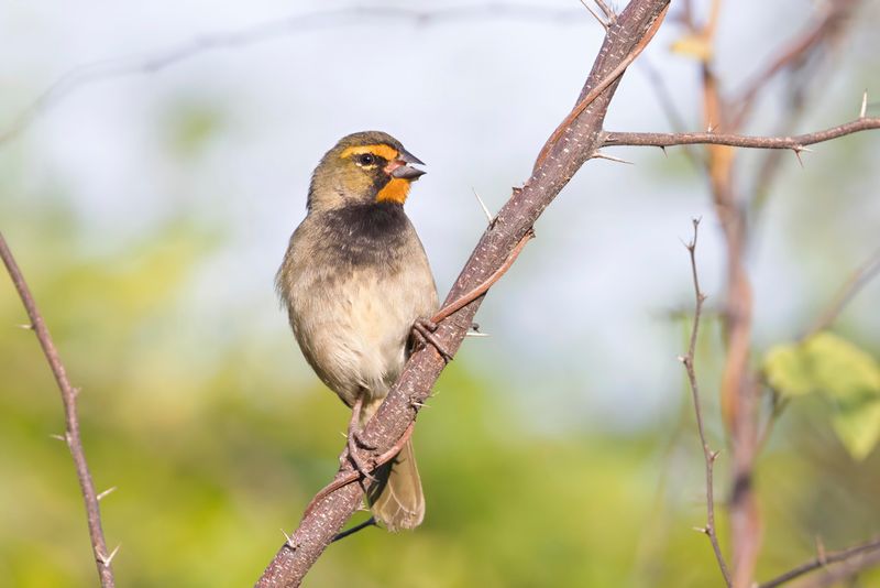 Yellow-faced Grassquit.    Cuba