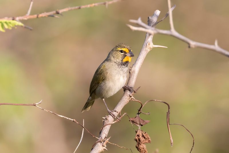 Grassquit,Yellow-faced 