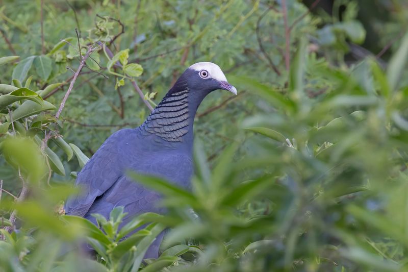 White-headed Pigeon.    Cuba