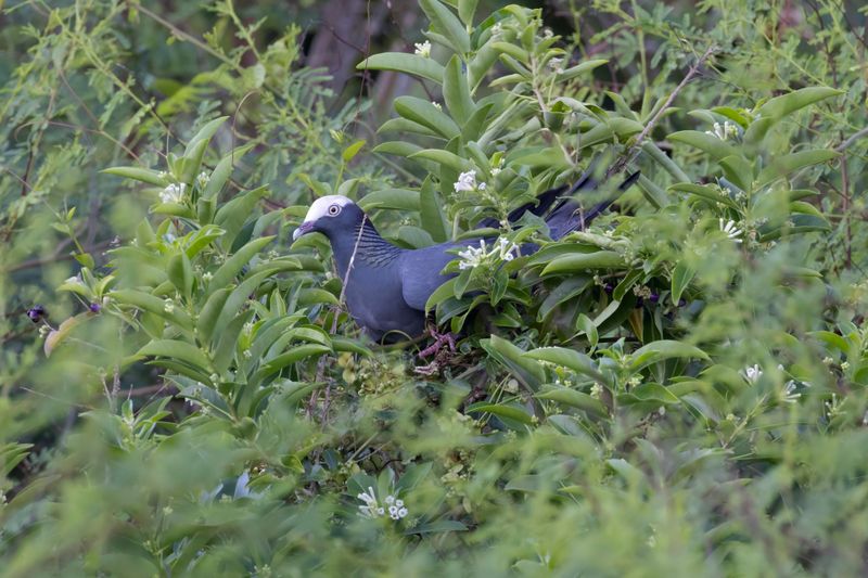 White-headed Pigeon.    Cuba