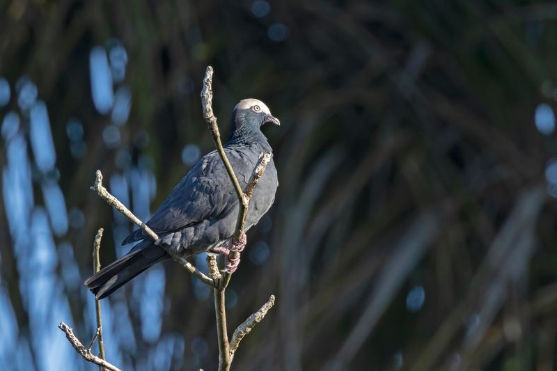 White-headed Pigeon.    Cuba