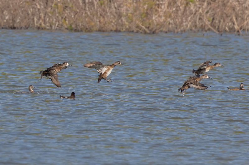 Ring-necked Duck.    Cuba