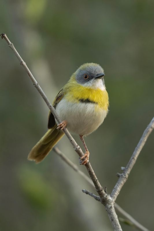 Apalis,Yellow-breasted 