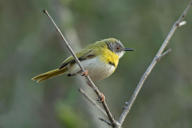 Yellow-breasted Apalis    South Africa