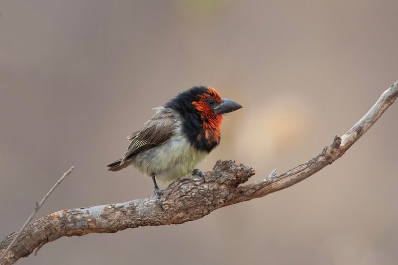Black-collared Barbet    South Africa