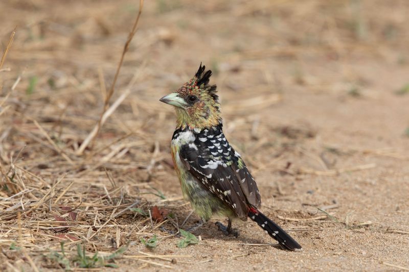 Crested Barbet.     South Africa