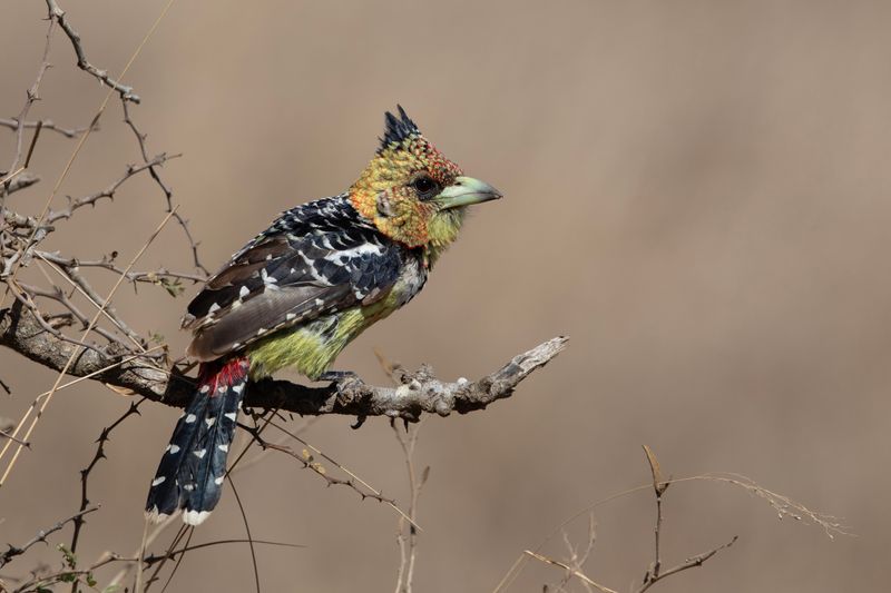 Crested Barbet.     South Africa