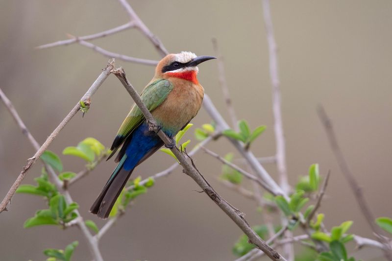 White-fronted Bee-eater.   South Africa