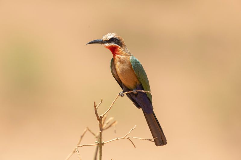 Bee-eater,White-fronted