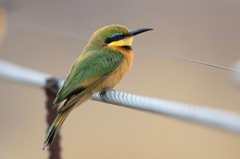 Little Bee-eater.    South Africa
