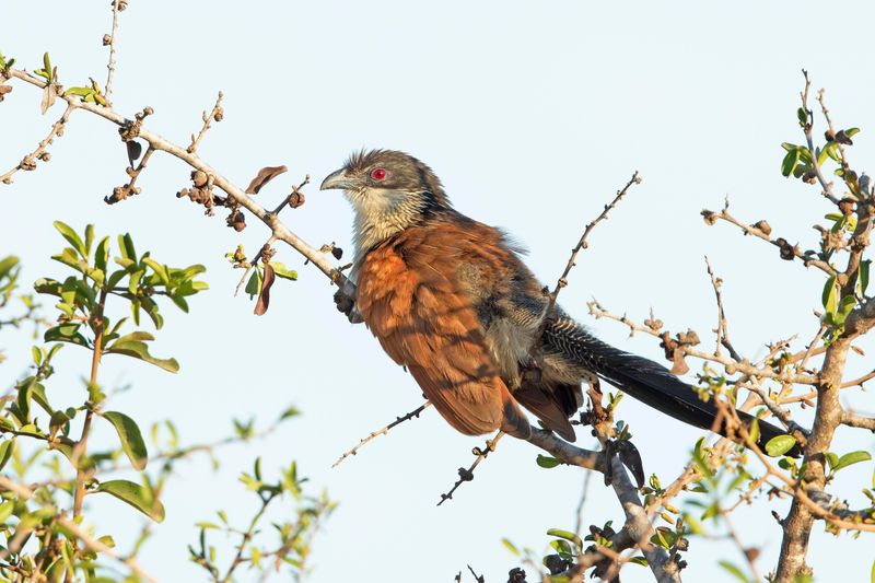 Burchall's Coucal.   South Africa