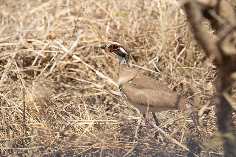 Bronze-winged Courser South Africa