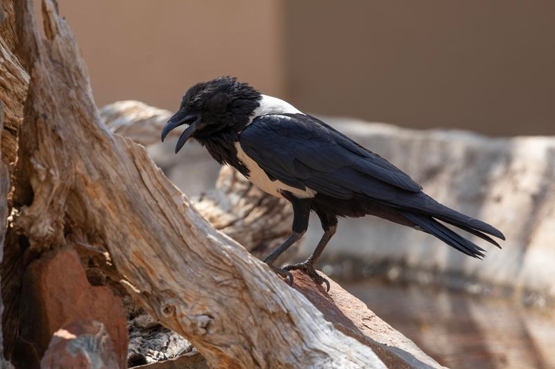 Pied Crow   South Africa