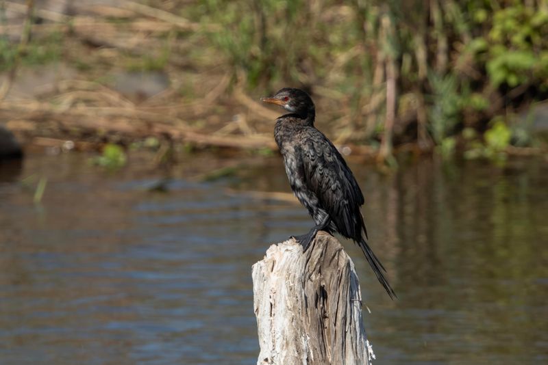 Long-tailed (Reed) Cormorant.  South Africa