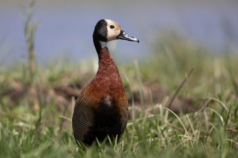 White-faced Whistling Duck   South Africa