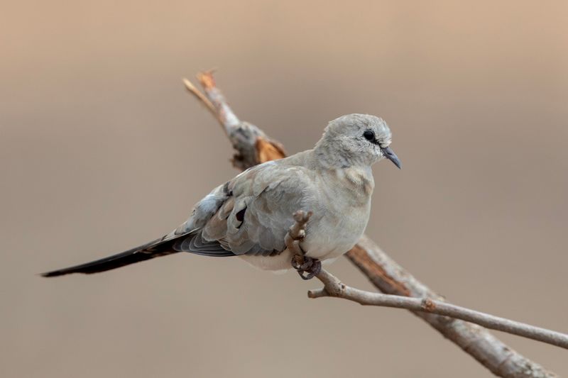 Namaqua Dove.    South Africa