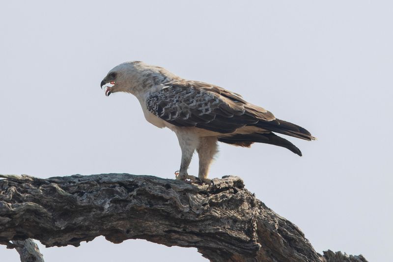 Wahlberg's Eagle    South Africa