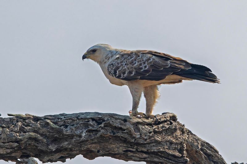 Wahlberg's Eagle    South Africa