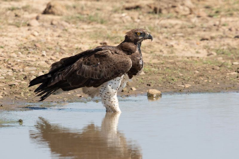 Martial Eagle.    South Africa