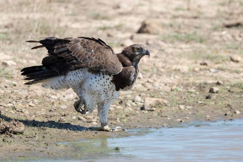 Martial Eagle.    South Africa