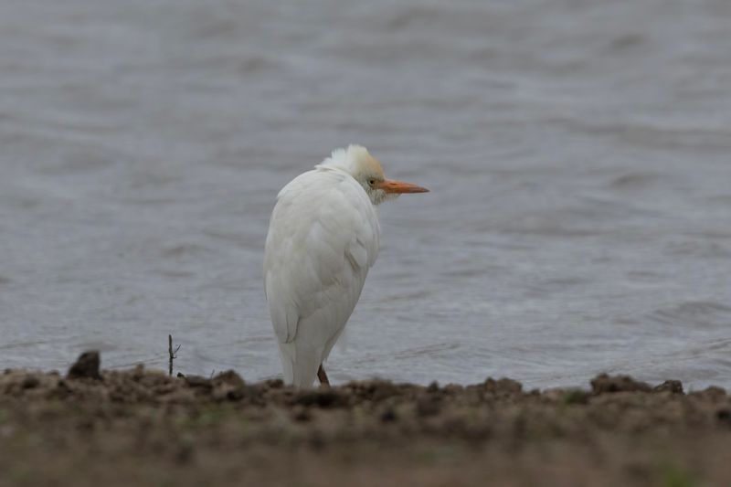 Cattle Egret   South Africa