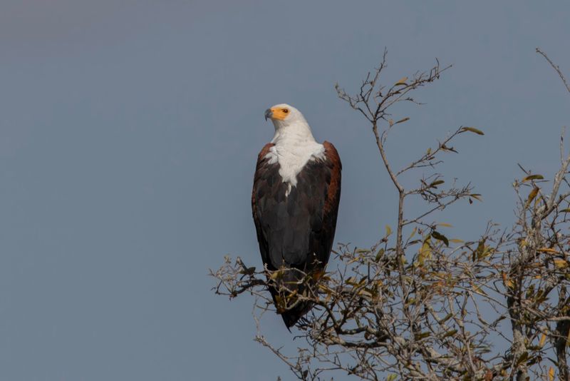 Eagle,African Fish 
