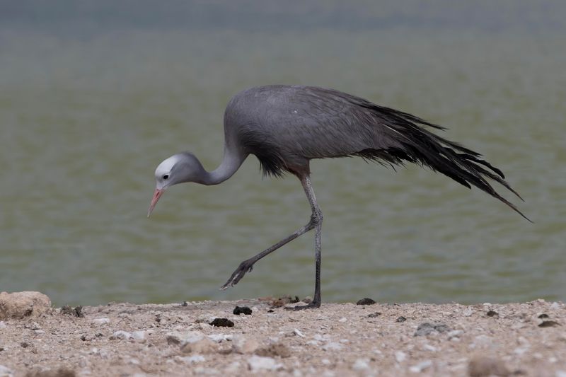 Blue Crane   Namibia