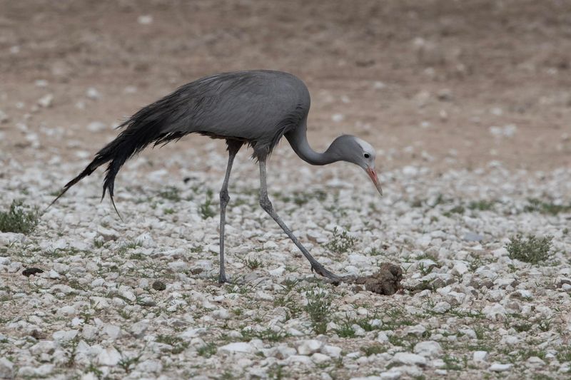 Crane,Blue