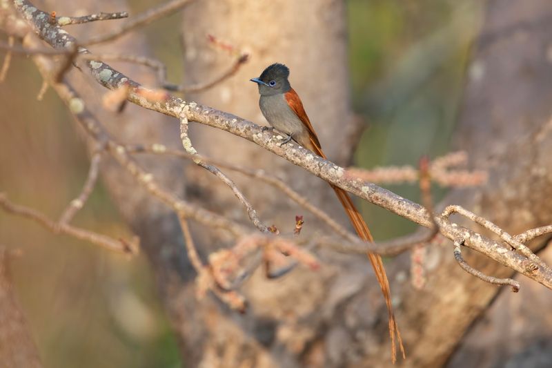 African Paradise Flycatcher    South Africa