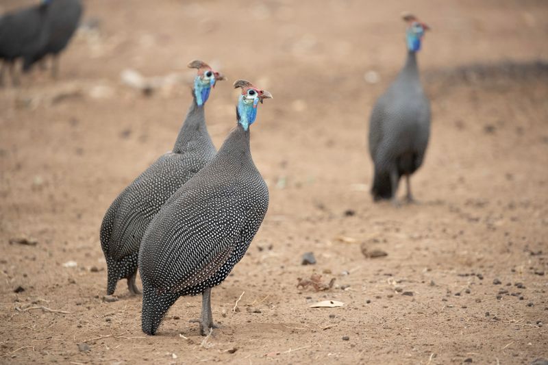 Helmeted Guineafowl.    South Africa