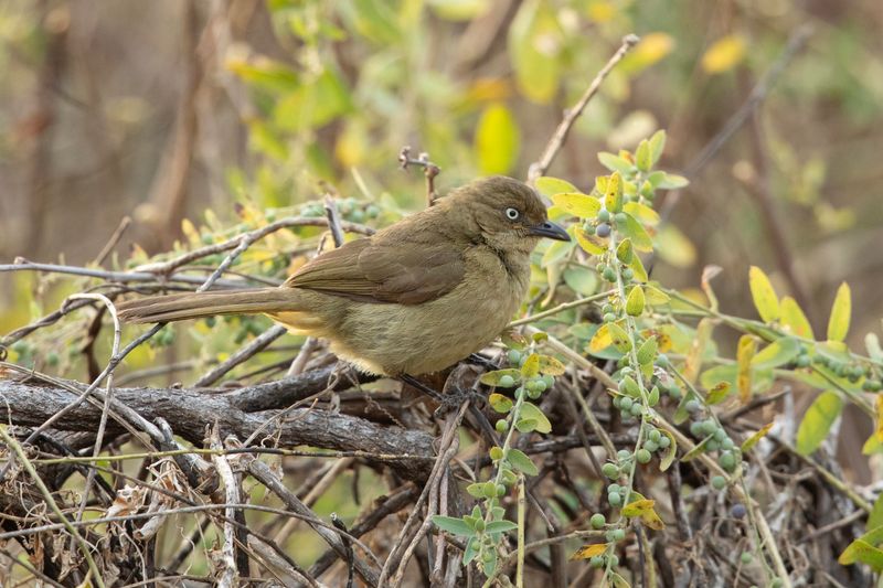 Sombre Greenbul.    South Africa