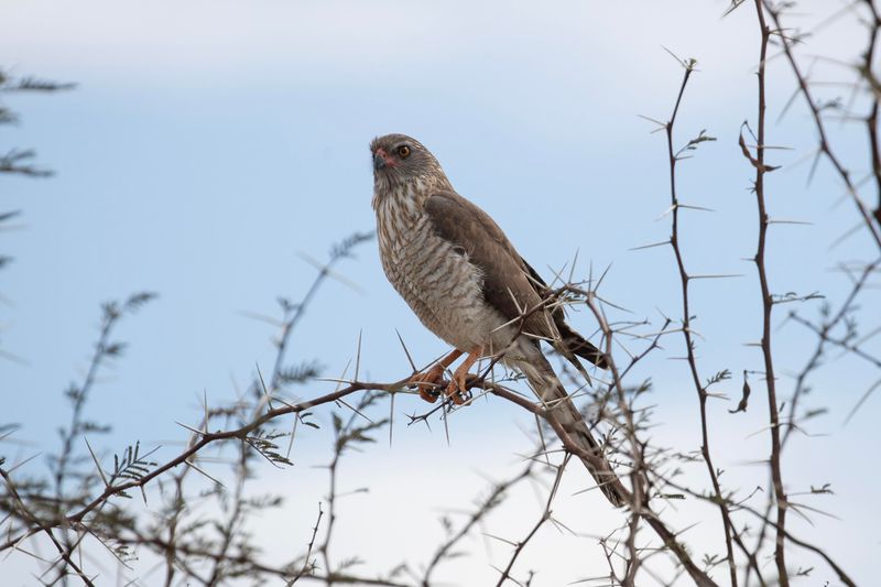 Gabar Goshawk    South Africa