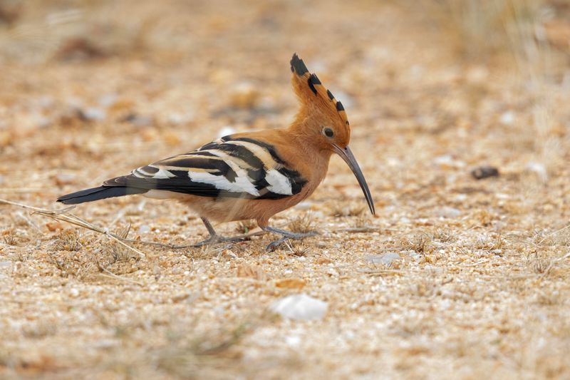 African Hoopoe    South Africa