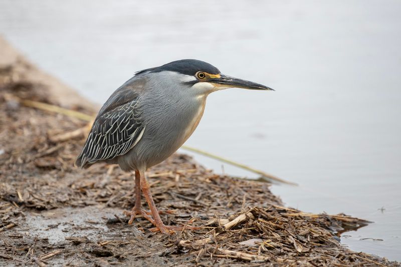 Striated Heron      South Africa