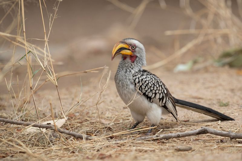 Southern Yellow-billed Hornbill   South Africa