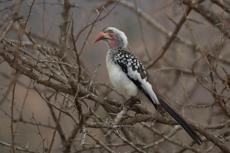 Southern Red-billed Hornbill      South Africa
