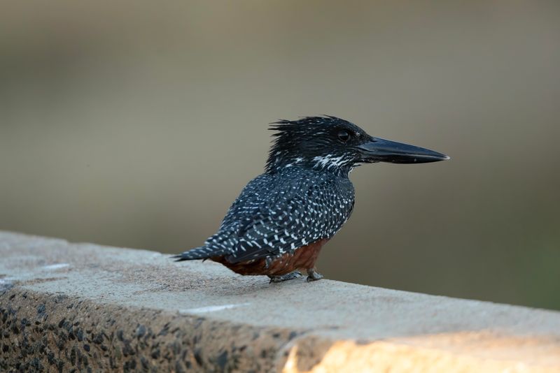 Giant Kingfisher.    South Africa