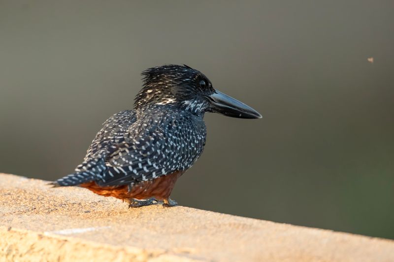 Giant Kingfisher.    South Africa