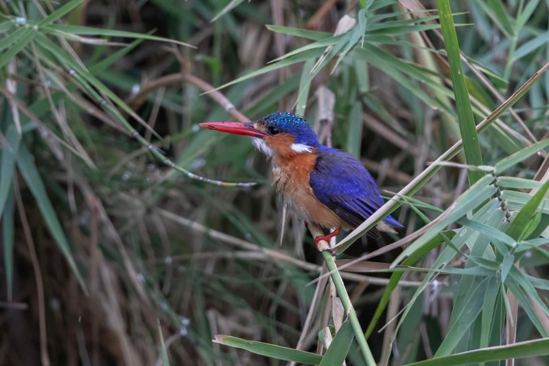 Malachite Kingfisher    South Africa