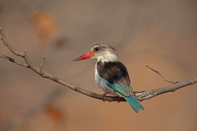 Brown-headed Kingfisher.   South Africa