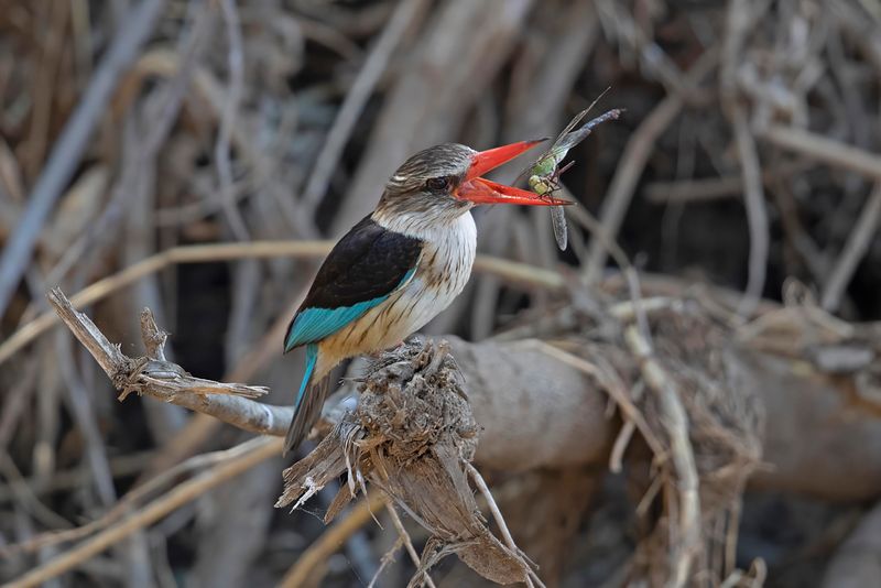 Brown-headed Kingfisher.   South Africa