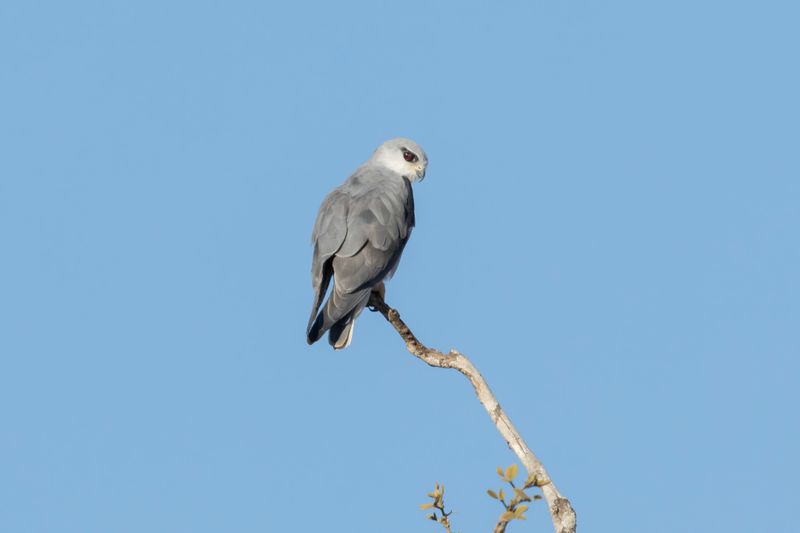 Kite,Black-winged 