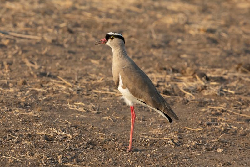 Crowned Lapwing.   South Africa