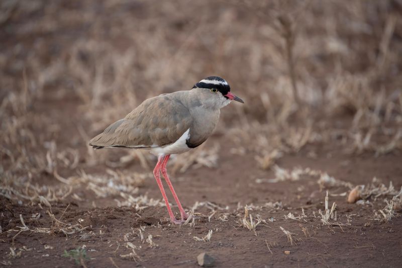 Crowned Lapwing.   South Africa